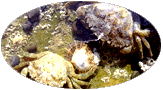 Les crabes verts (durs), mous et francs sont dans les mares au milieu des roches
