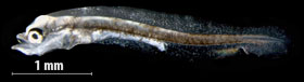 Naissance du bar, larve de 4 mm